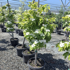 Celestial Shadow Dogwood