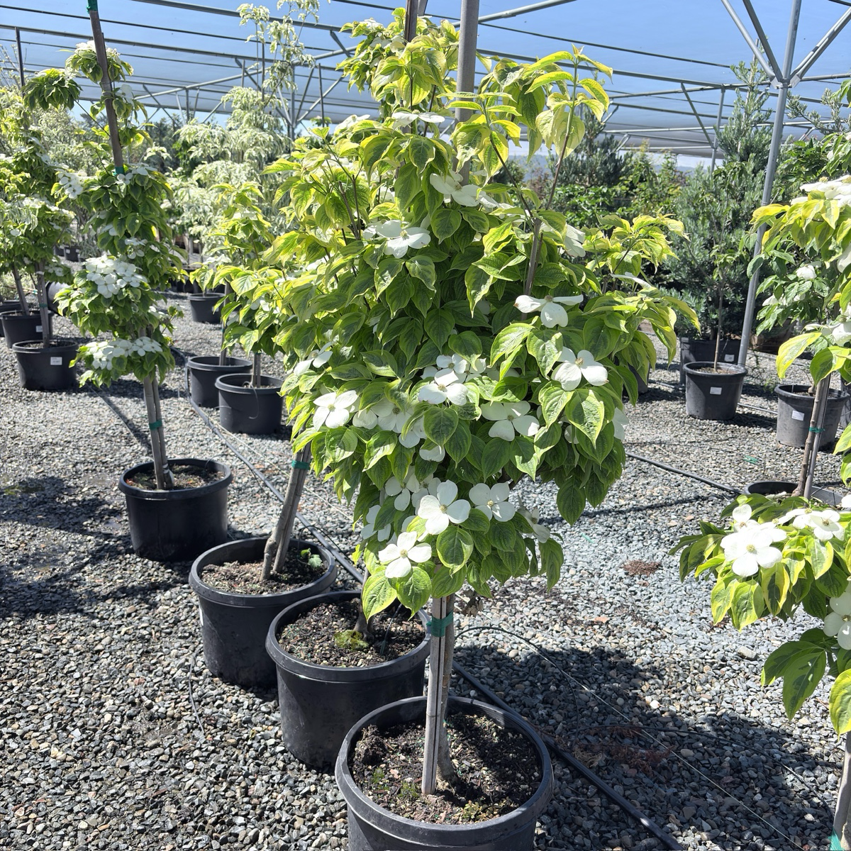 Celestial Shadow Dogwood