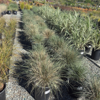 Mexican Deer Grass