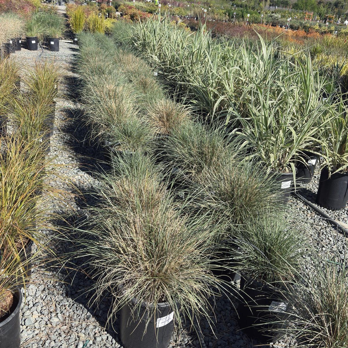 Mexican Deer Grass