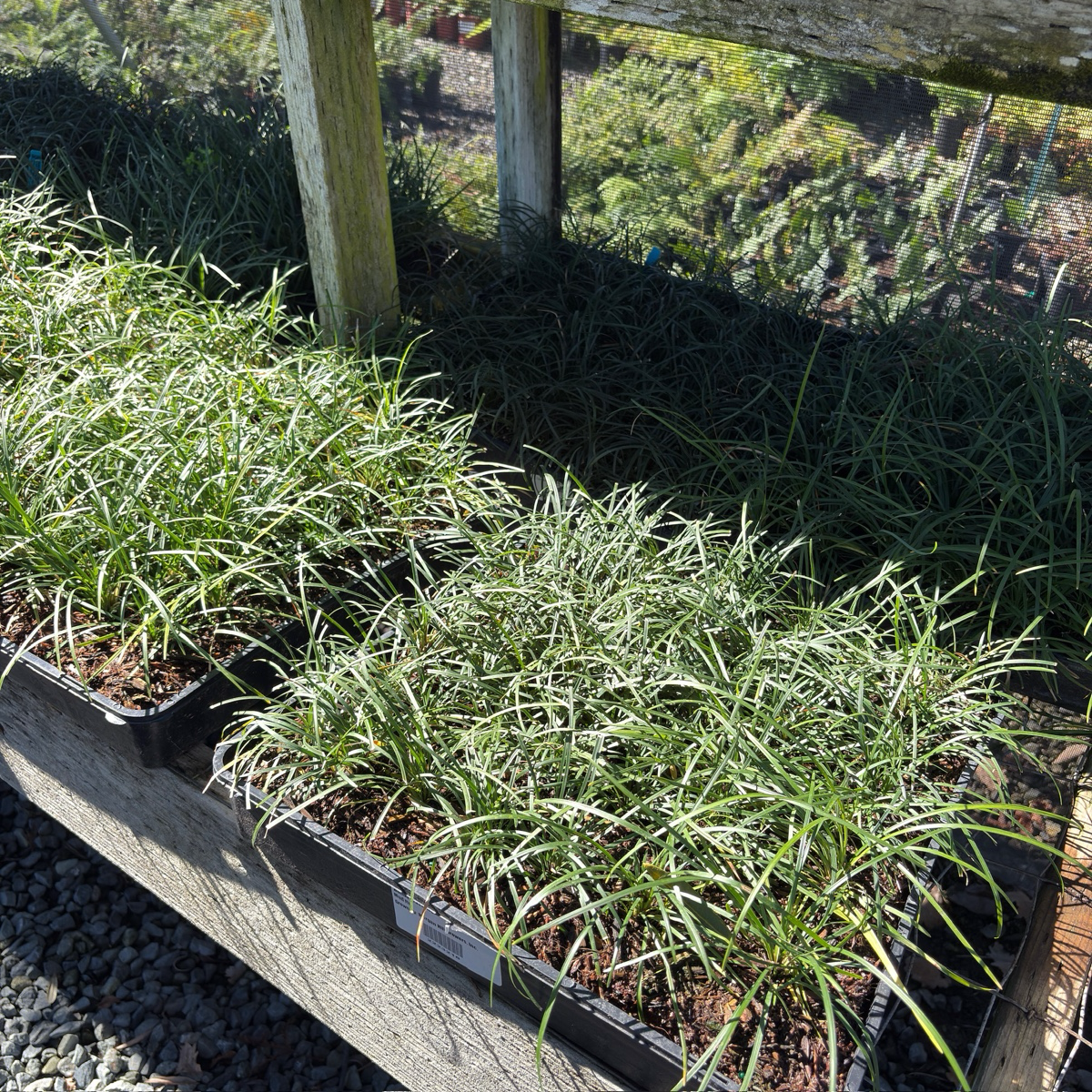 Mondo Grass