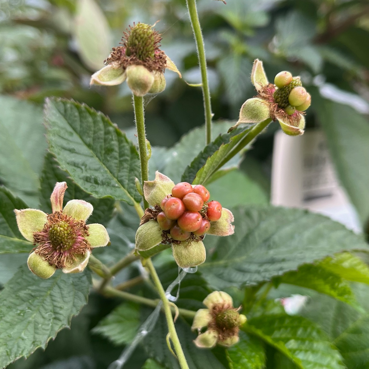 Baby Cakes Blackberry