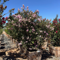 Muskogee Crape Myrtle