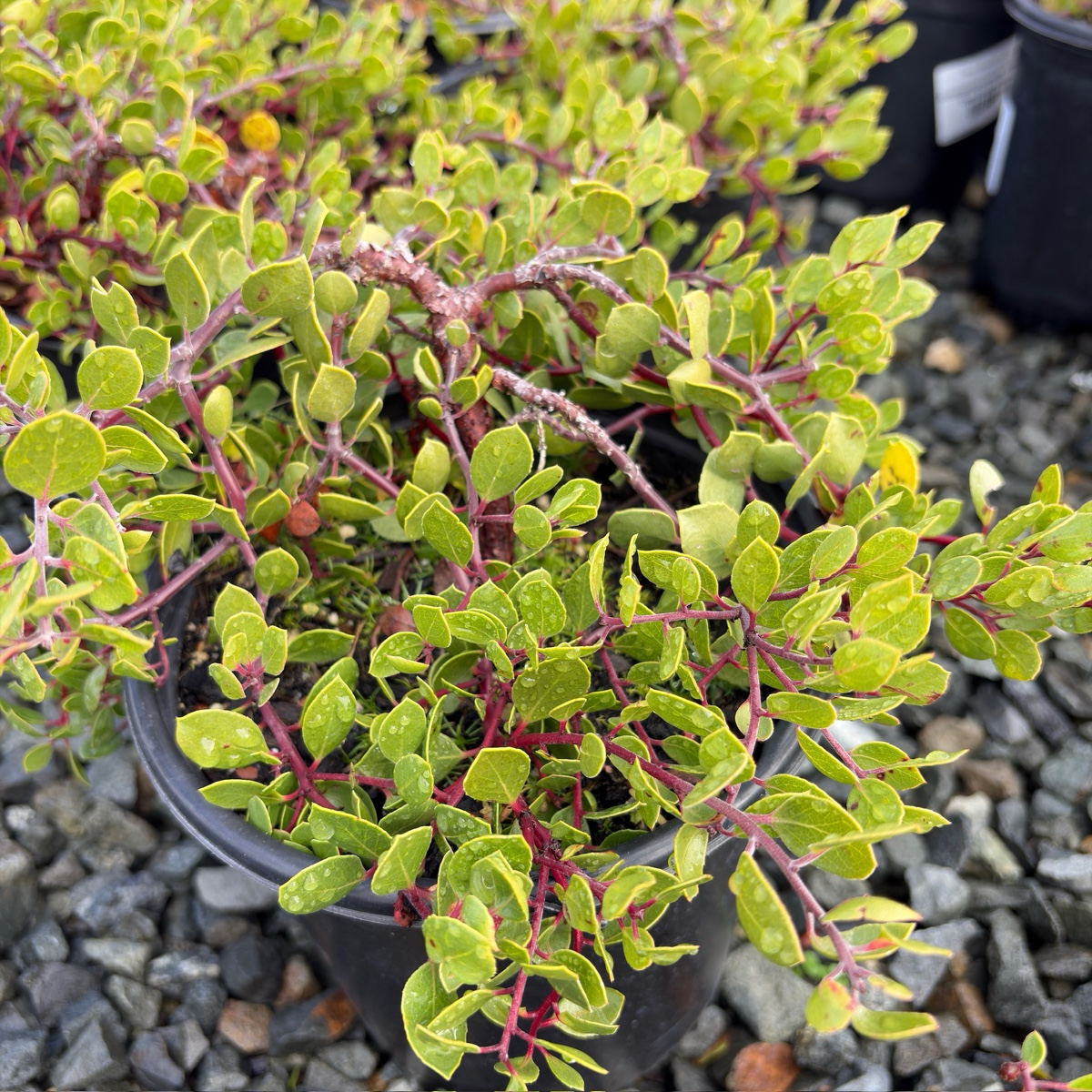 Monterey Carpet Manzanita