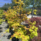 Autumn Moon Fullmoon Maple