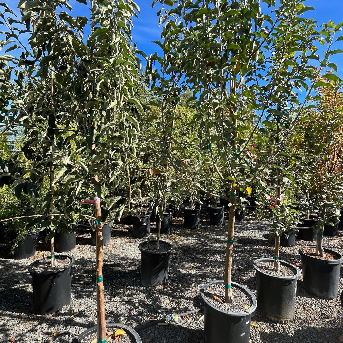 Honey Crisp Apple Tree