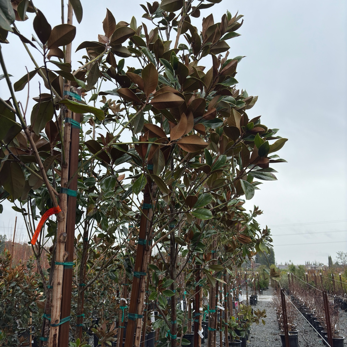D.D. Blanchard Southern Magnolia