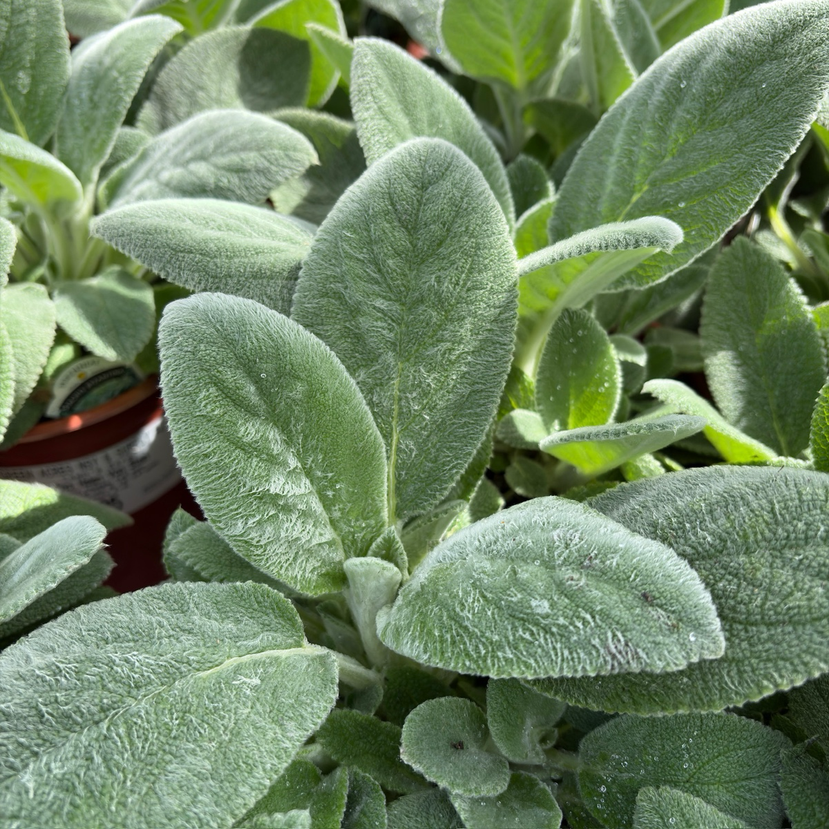 Helene von Stein Lamb's Ear