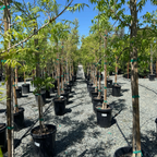 Keith Davey Chinese Pistache Tree