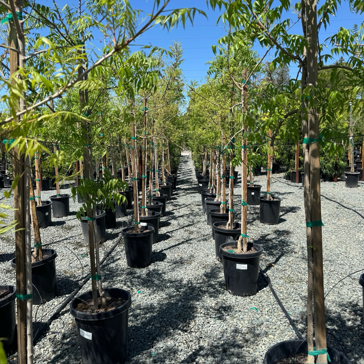 Keith Davey Chinese Pistache Tree