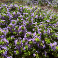 Blue Fan Fan Flower