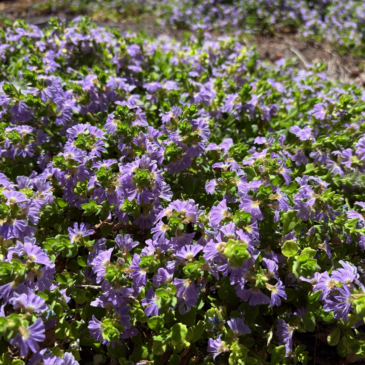 Blue Fan Fan Flower