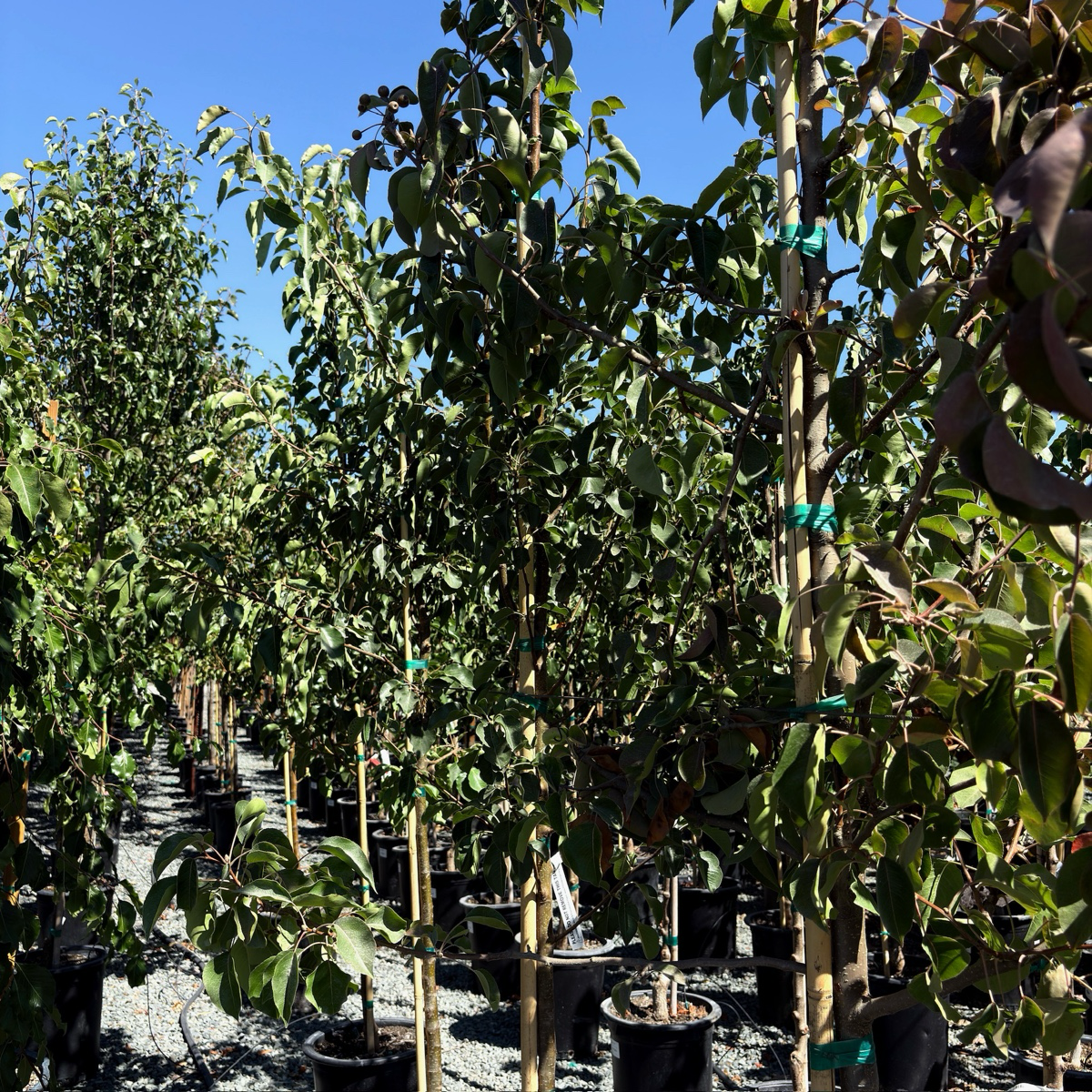 Chanticleer Callery Pear