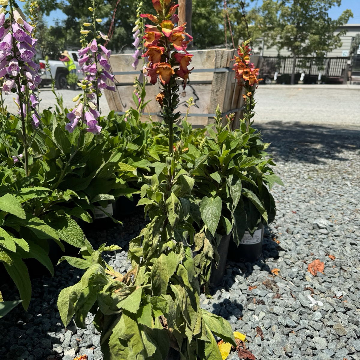 red foxglove plant Illumination Flame Foxglove
