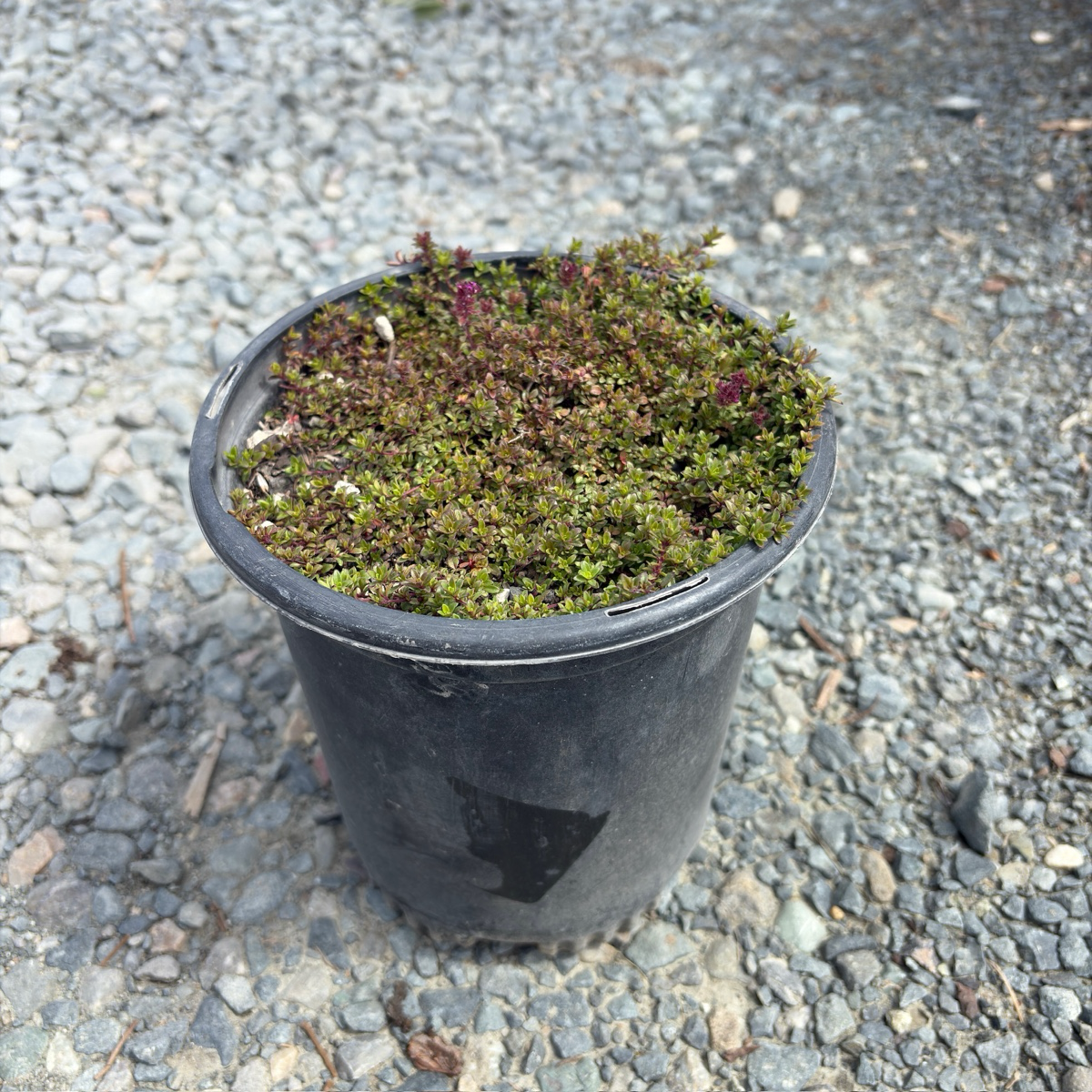 Red Creeping Thyme