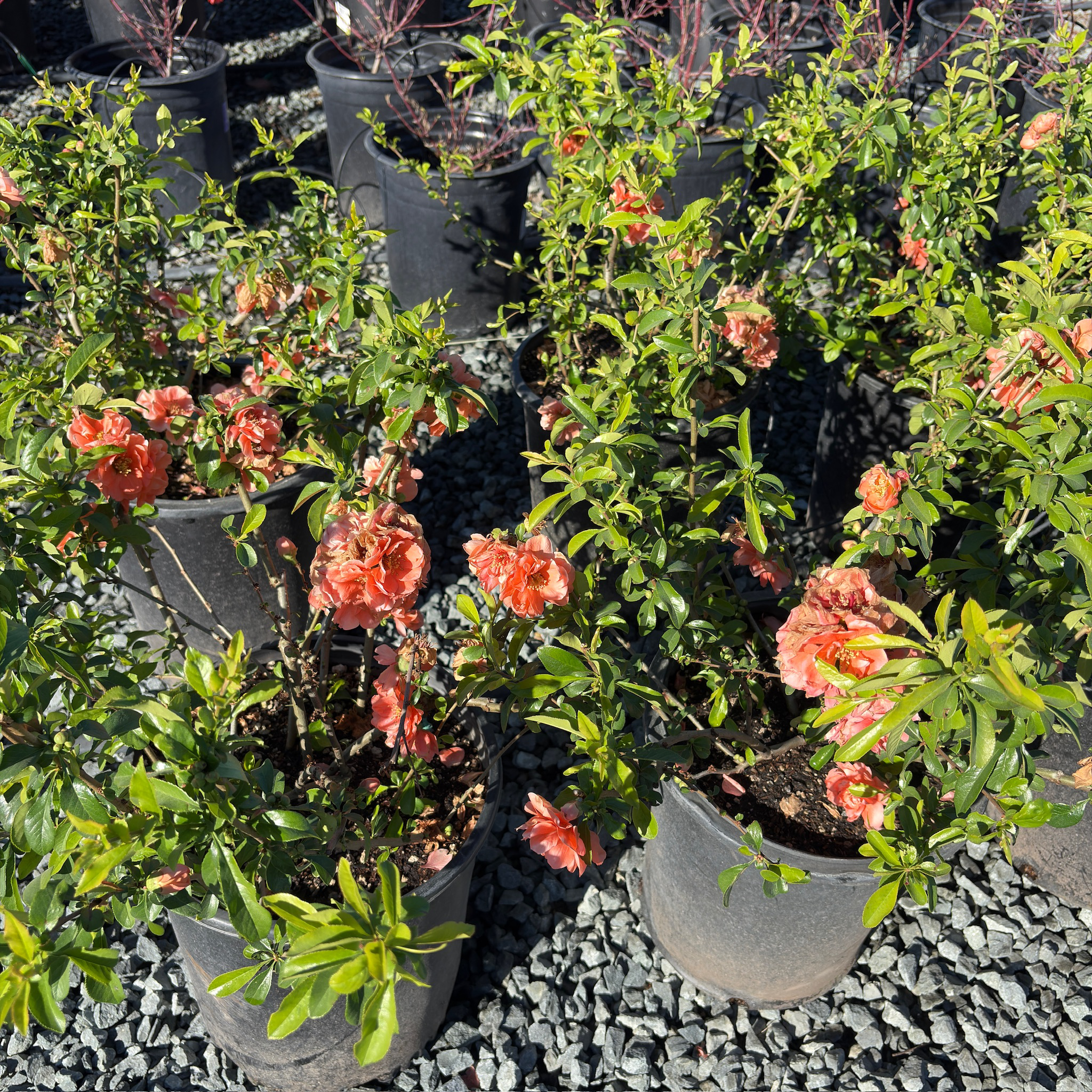 Orange Flowering Quince