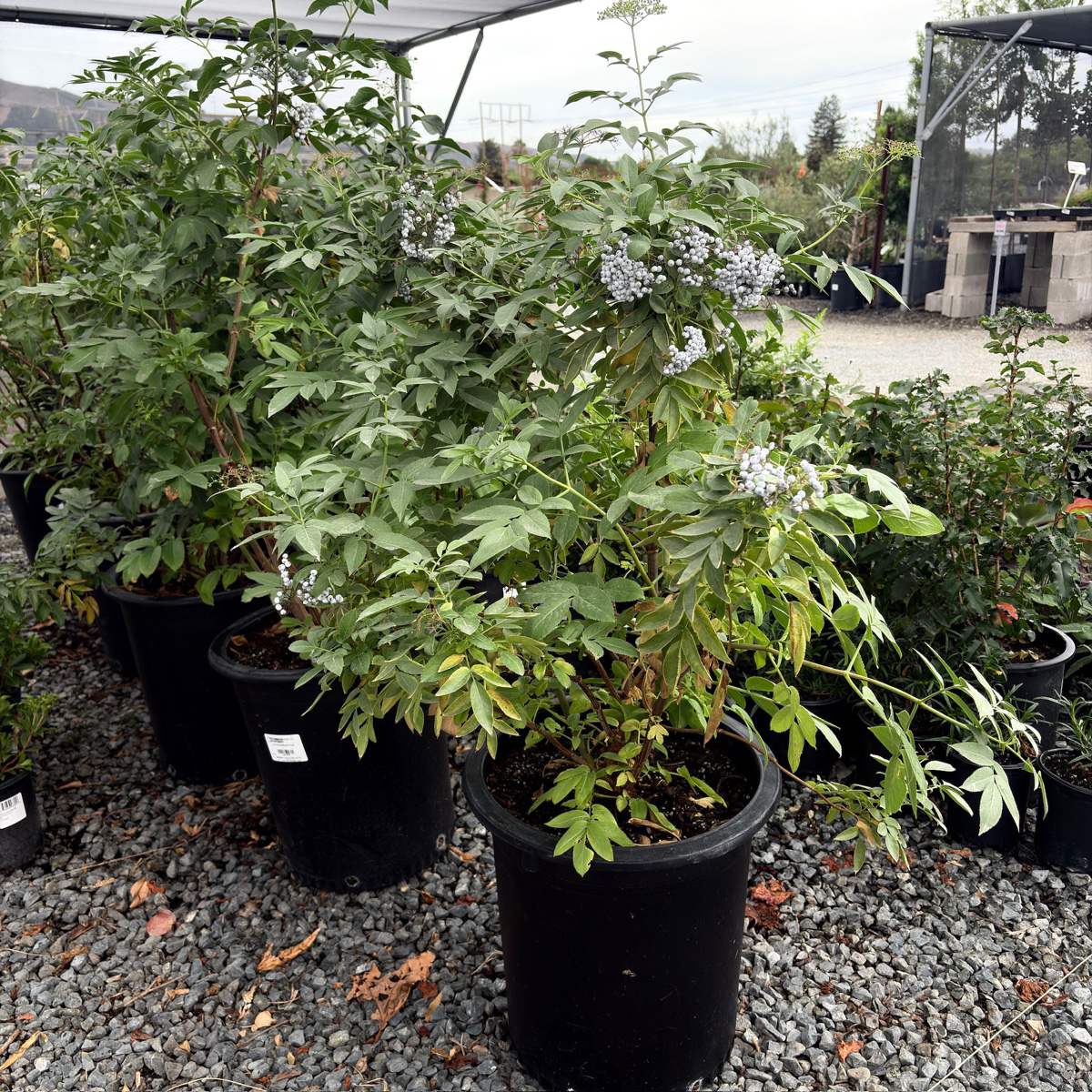 Mexican Elderberry