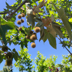 Roberts' Western Sycamore