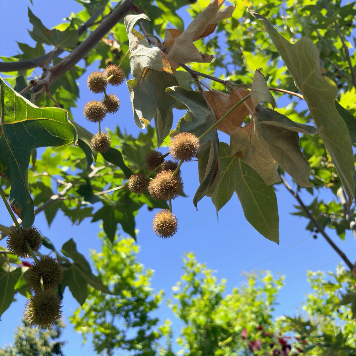 Roberts' Western Sycamore