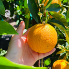 Midnight Valencia Orange