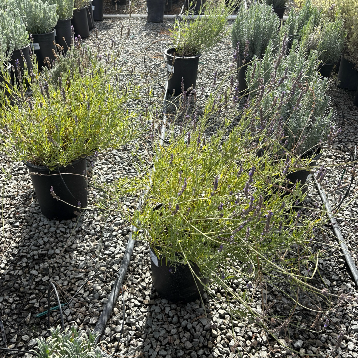 lavender cone plant Sweet Lavender (Lavandula heterophylla)