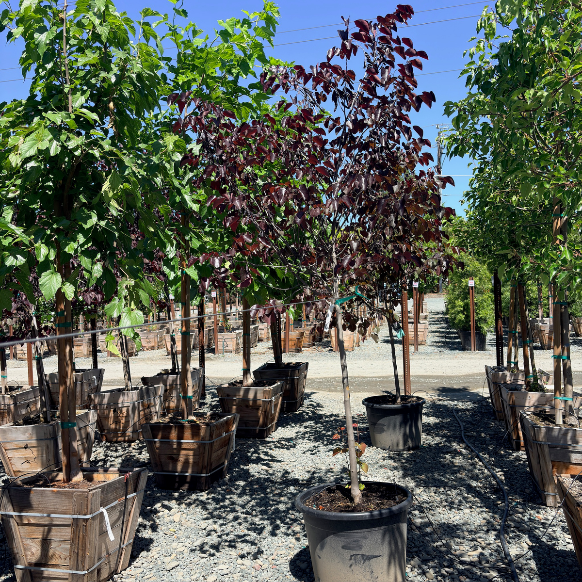 Merlot Eastern Redbud