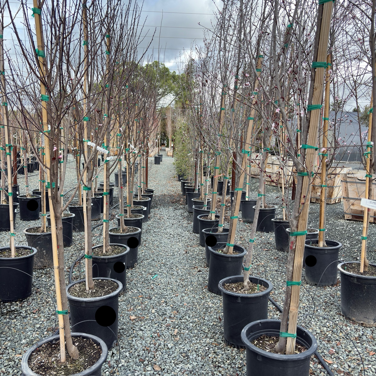 Krauter Vesuvius Flowering Plum