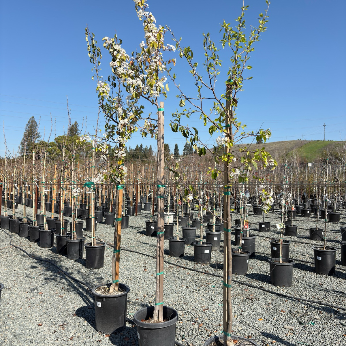 Evergreen Pear Tree