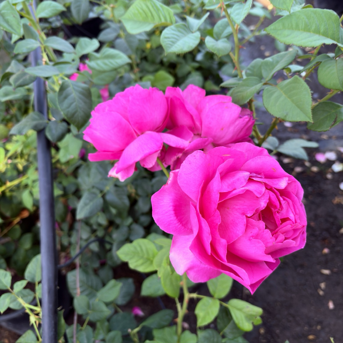 Grande Dame Rose