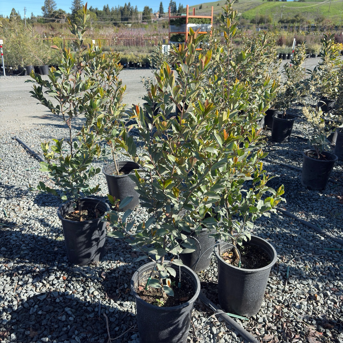 Carolina Cherry Laurel