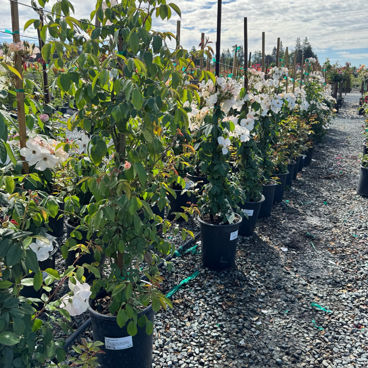 Sally Holmes Climbing Rose