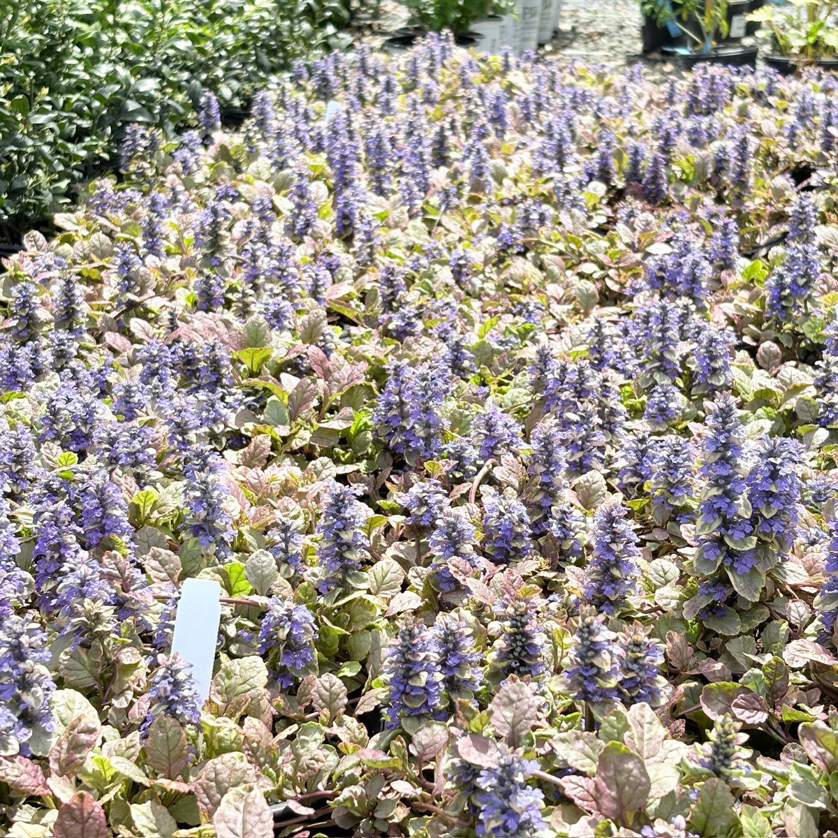 Golden Glow Carpet Bugle