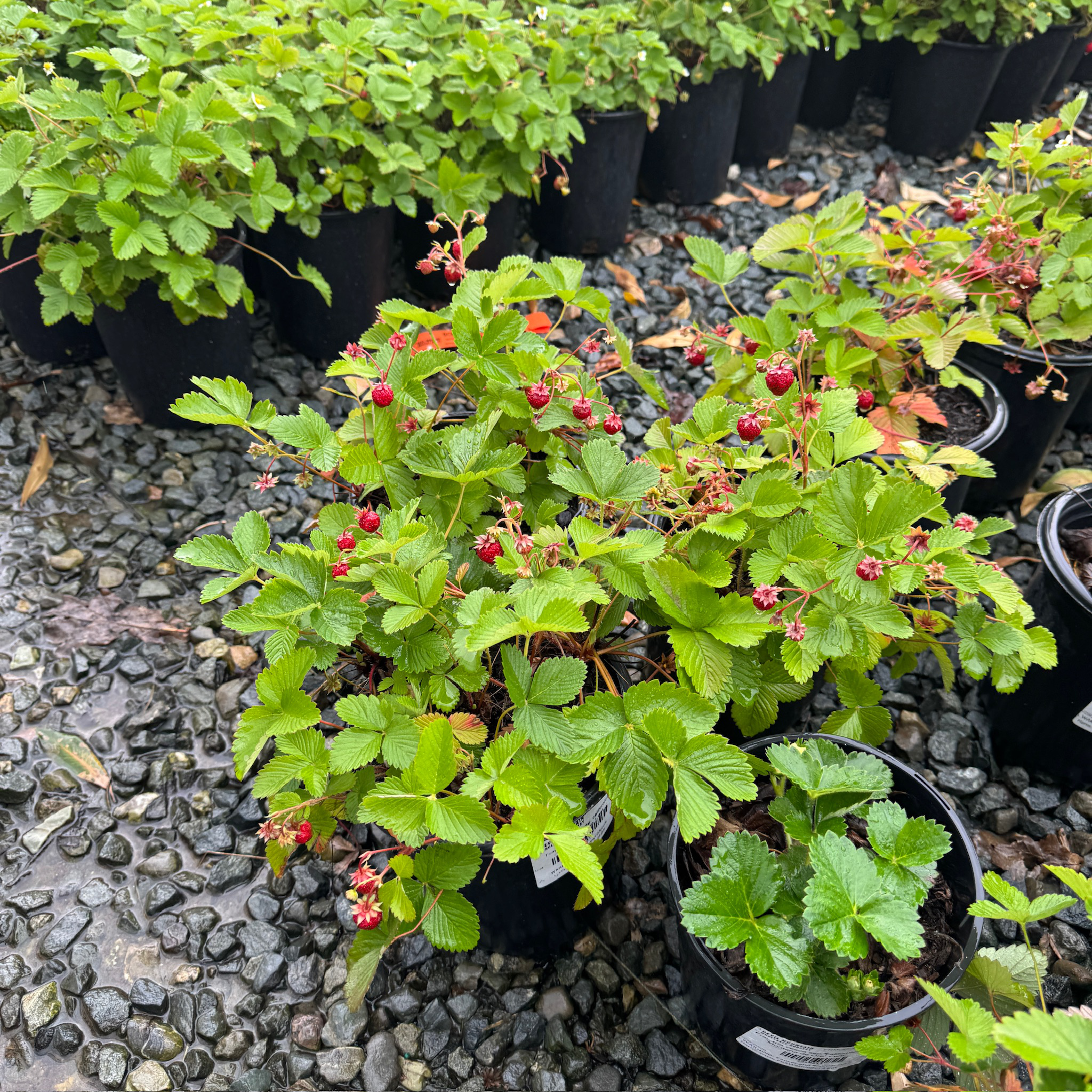 Woodland Strawberry