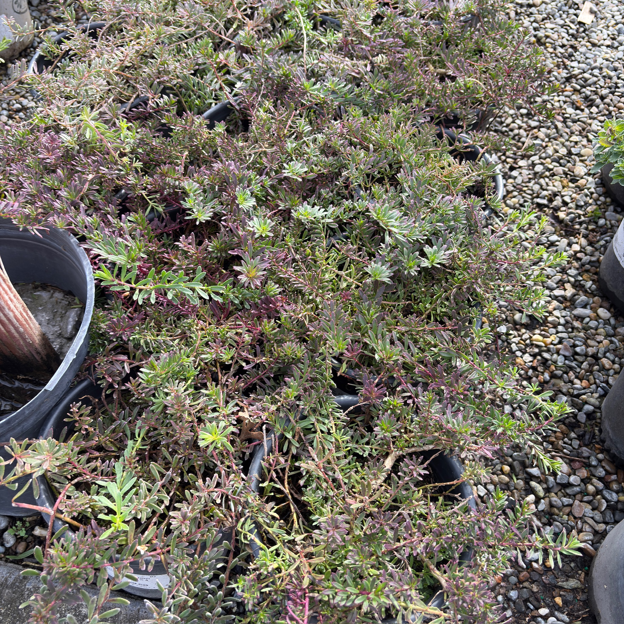 Dwarf Myoporum, Creeping Boobialla