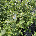 Bacopa