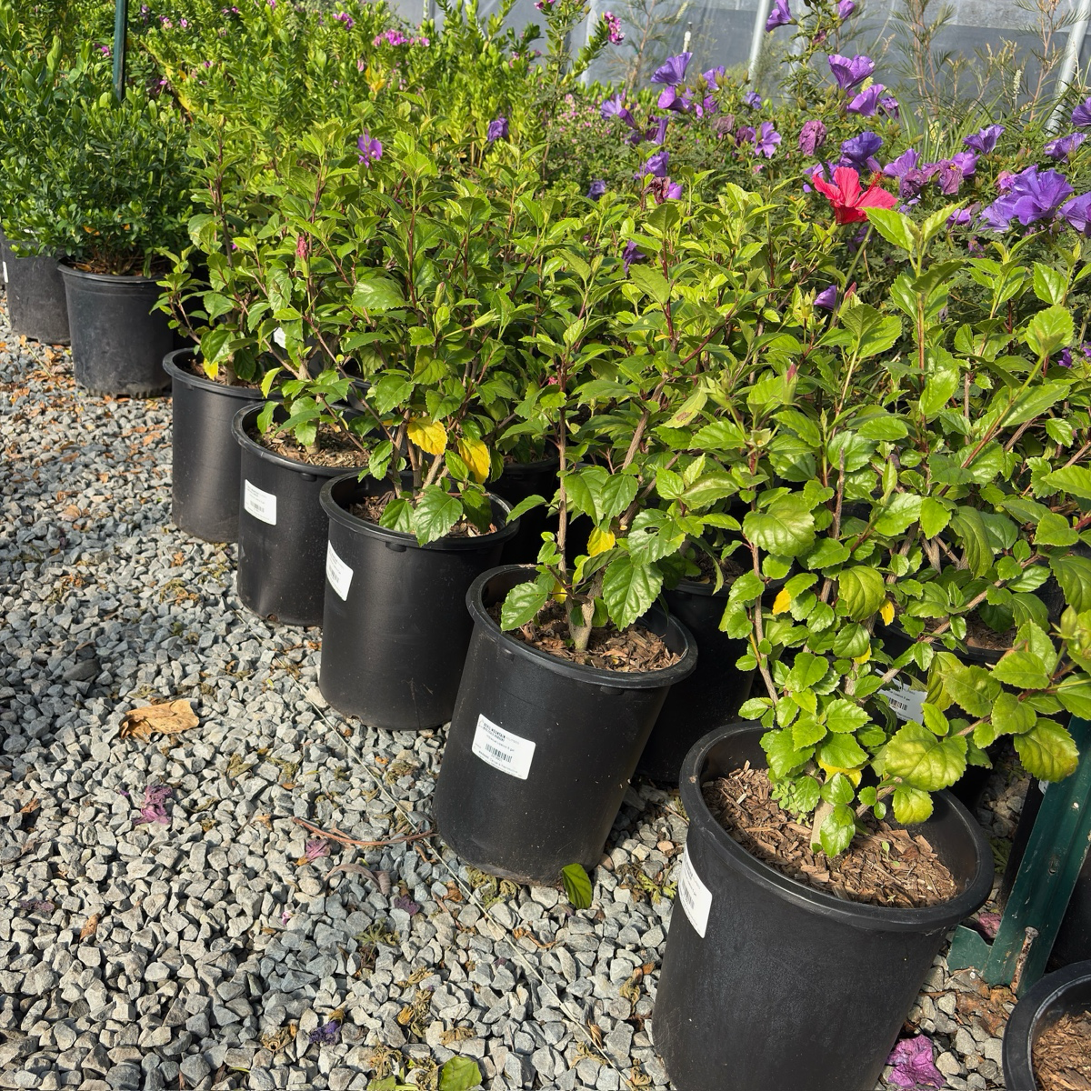 Lipstick Tropical Hibiscus