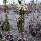 Evergreen Clematis
