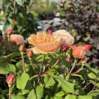 Roald Dahl Austin Rose
