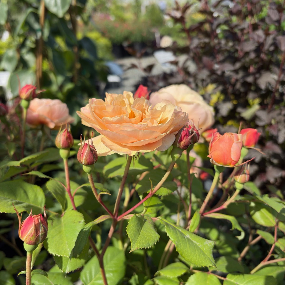 Roald Dahl Austin Rose