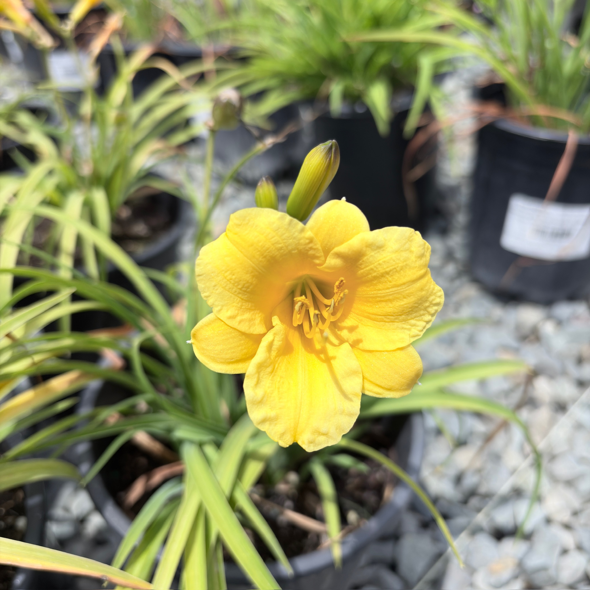 Little Miss Sunshine Daylily