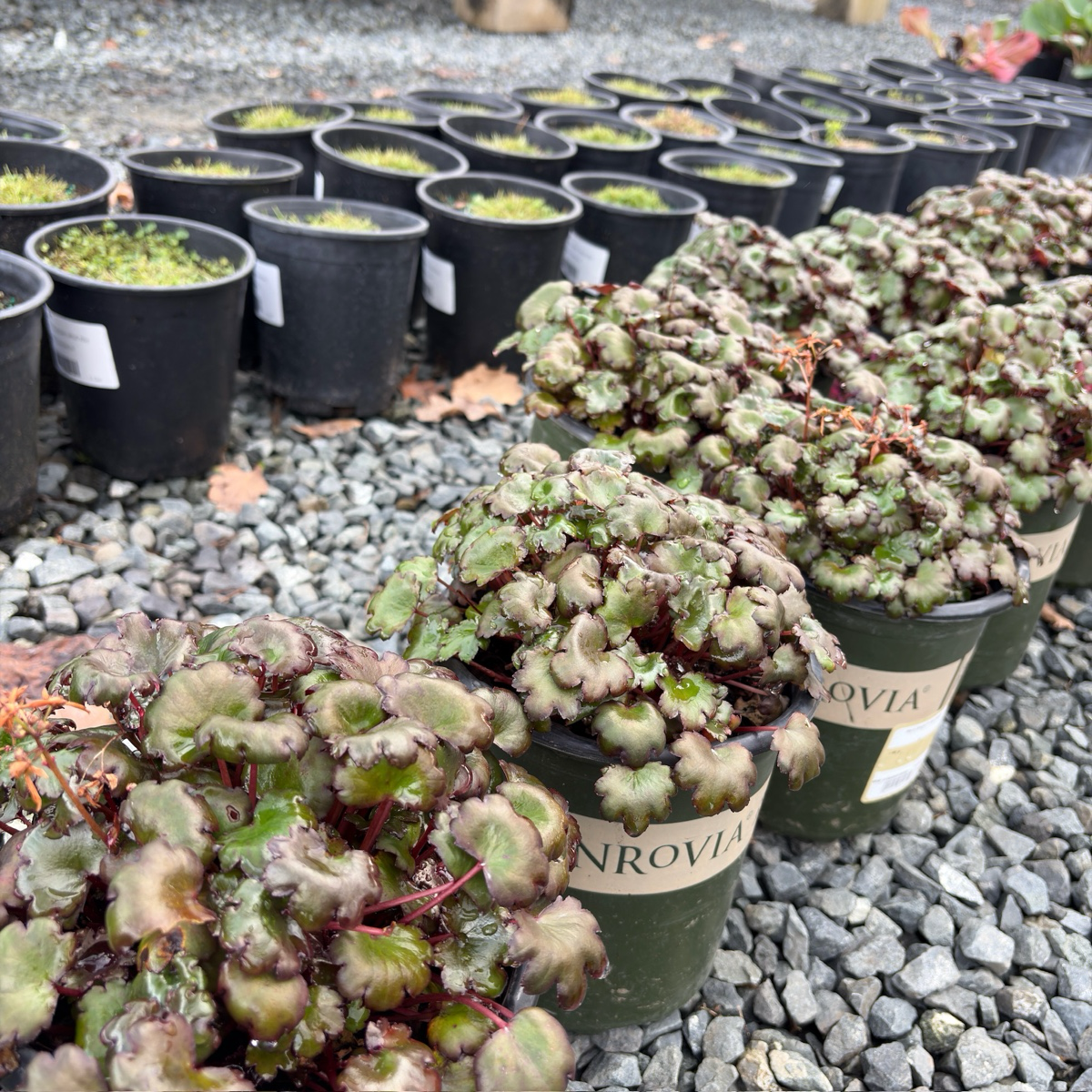 Berry Bright Saxifrage