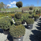 Green Mountain Boxwood