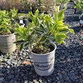 Meijima Variegated Winter Daphne
