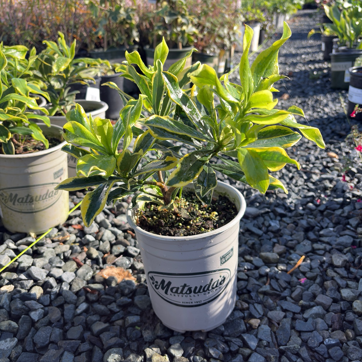Meijima Variegated Winter Daphne