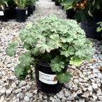 Biokovo Cranesbill