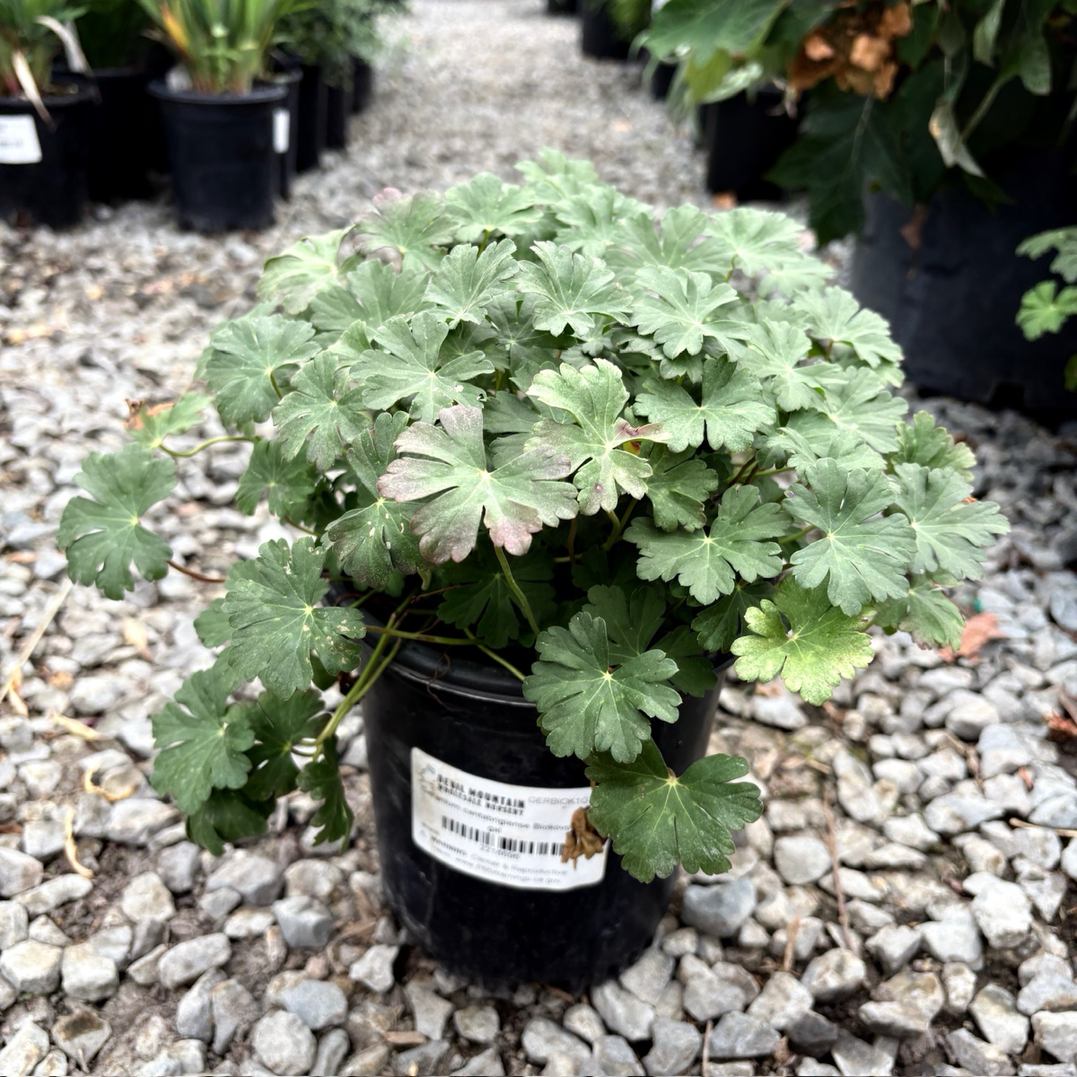 Biokovo Cranesbill