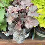 Silverberry Coral Bells
