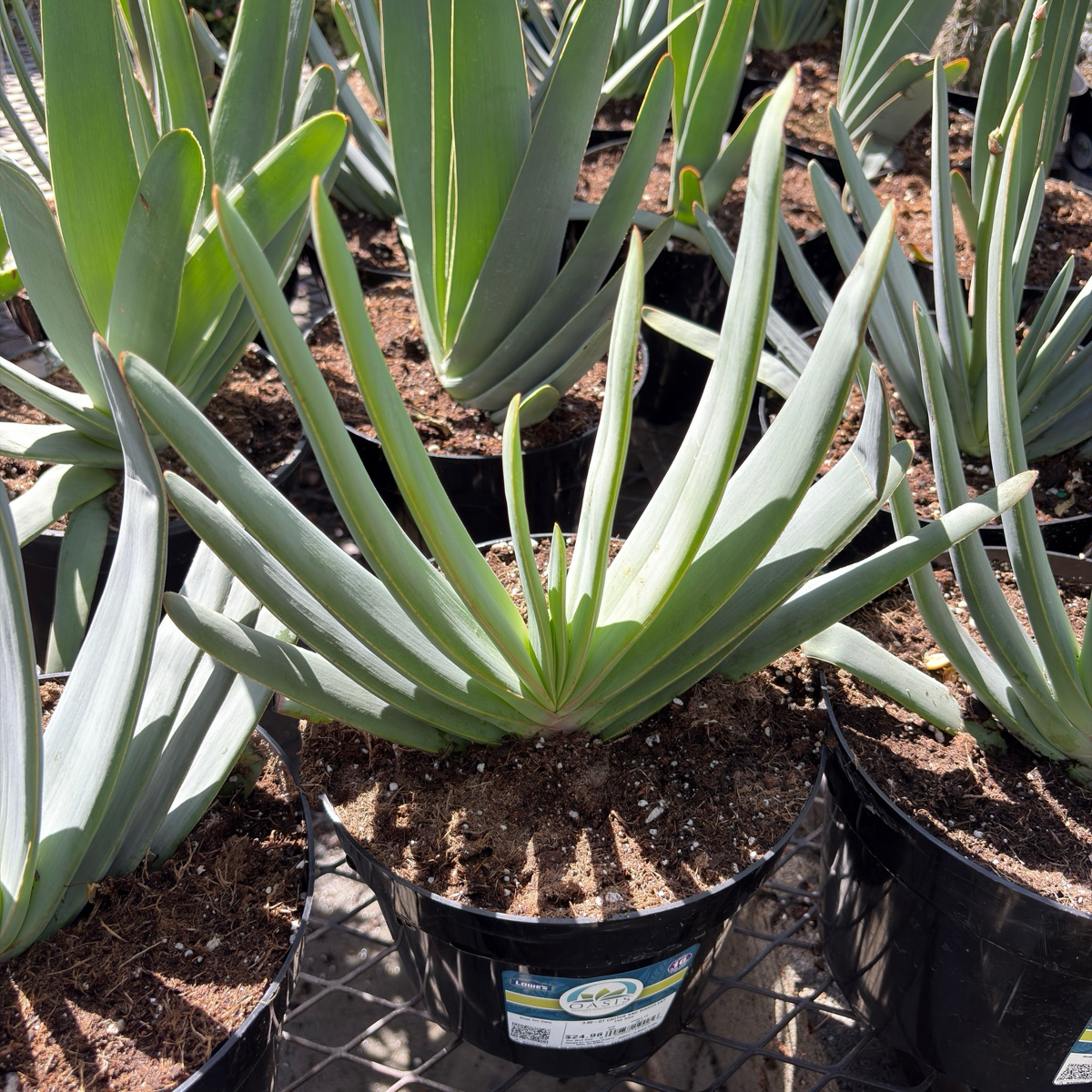 Fan Aloe