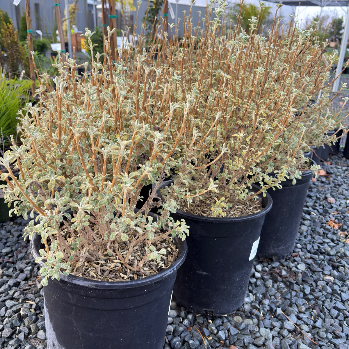 Compact Jerusalem Sage