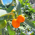 Fukushu Kumquat Tree